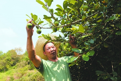 德化老农寻富路,生态种植薜荔果