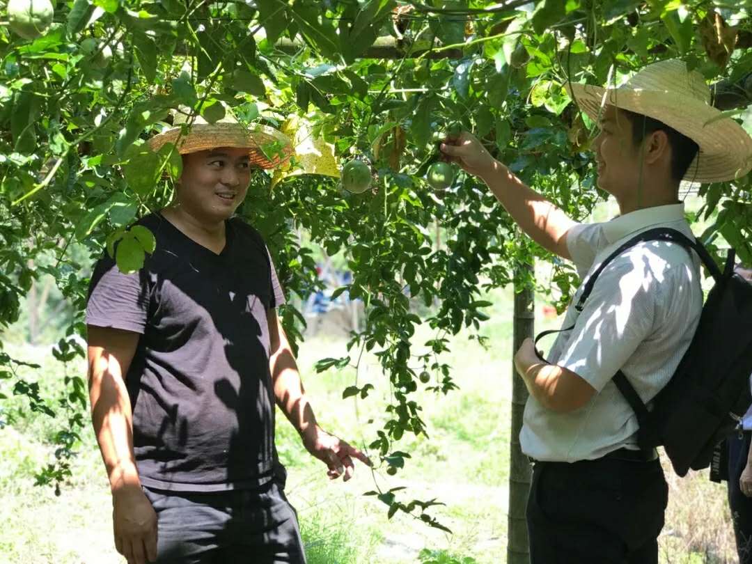 圖1：永定聯(lián)社金融助理實(shí)地調(diào)查百香果種植情況.jpg