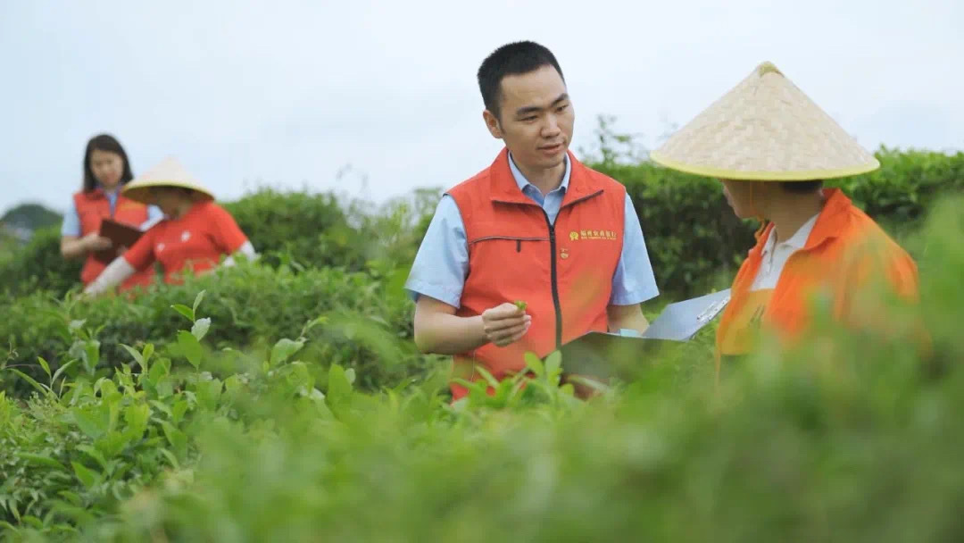 福州農(nóng)商銀行金融助理在茉莉花茶園向茶農(nóng)了解茉莉花種植情況。.jpg